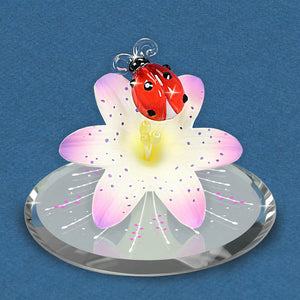Ladybug on Lily